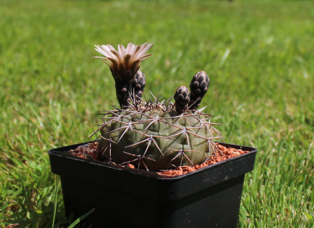 Gymnocalycium bodenbenderianum P 206?