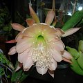 Epiphyllum King Midas