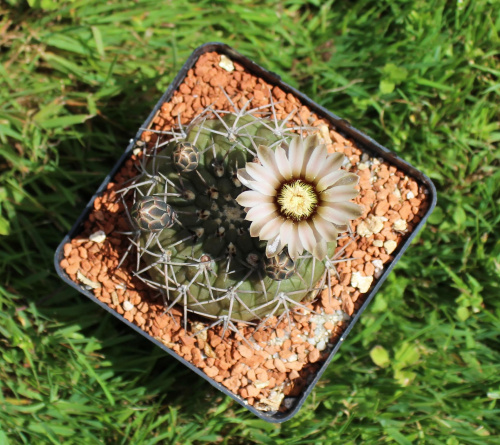 Gymnocalycium bodenbenderianum P 206?