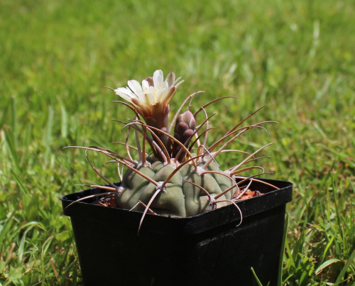 Gymnocalycium bayrianum