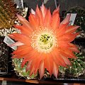 Echinopsis Bonzo