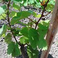 Riesling