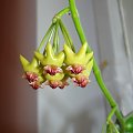 Hoya densifolia