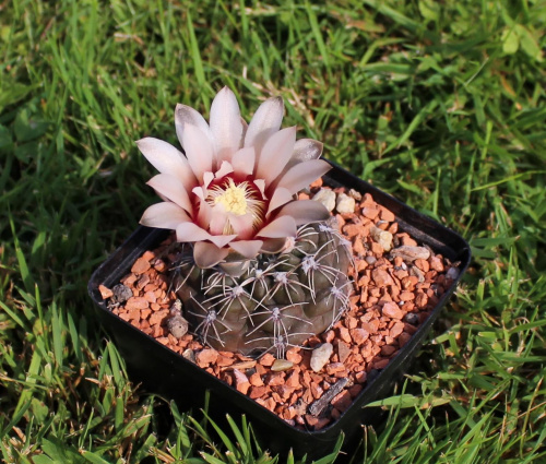 Gymnocalycium leptanthum JO 1091.1