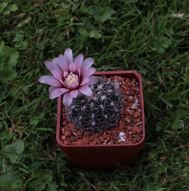 Gymnocalycium stellatum