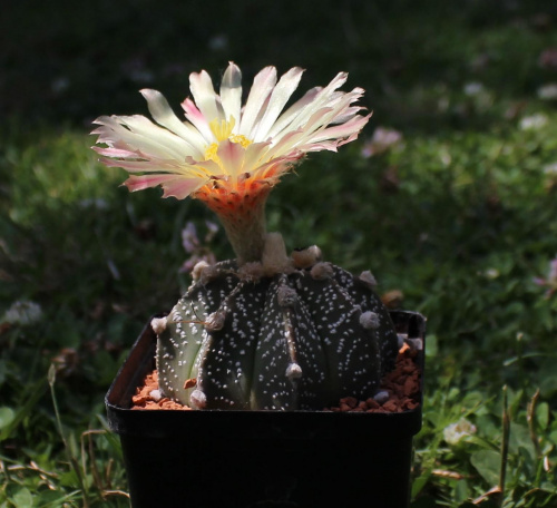 Astrophytum hybr.