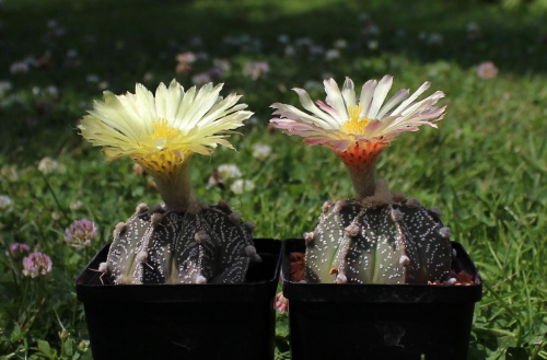 Astrophytum hybr.