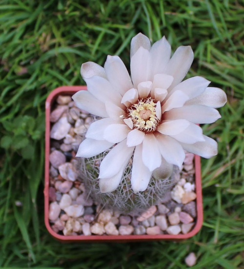 Gymnocalycium papschii VS 160