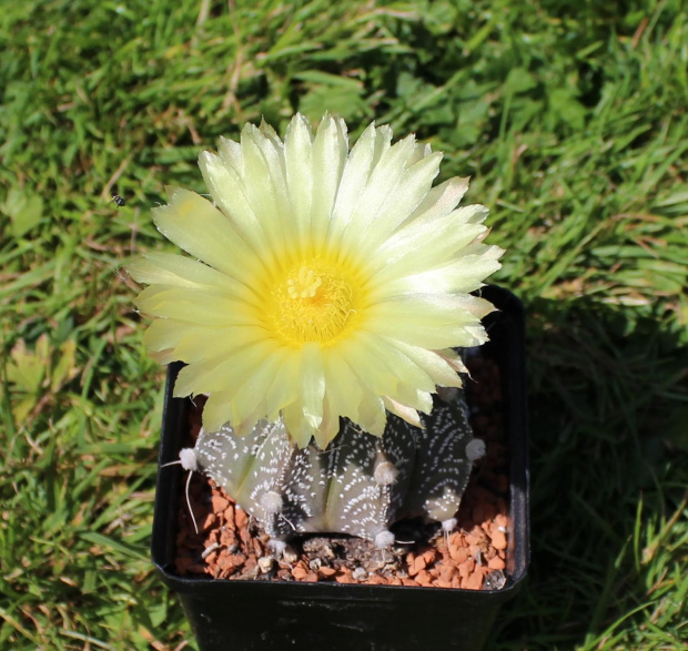 Astrophytum hybr.