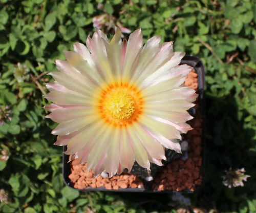 Astrophytum hybr.