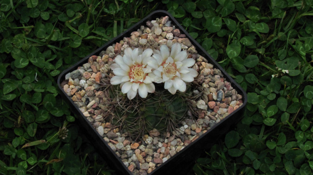 Gymnocalycium capillaense BKS 151