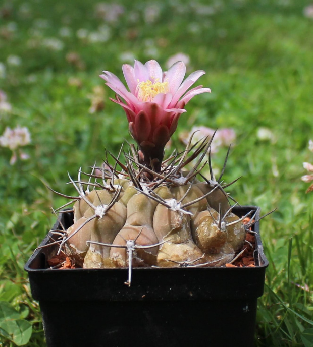 Gymnocalycium glaucum STO 767