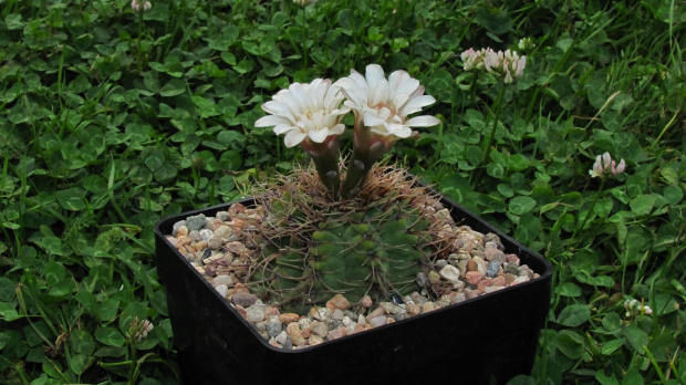 Gymnocalycium capillaense BKS 151