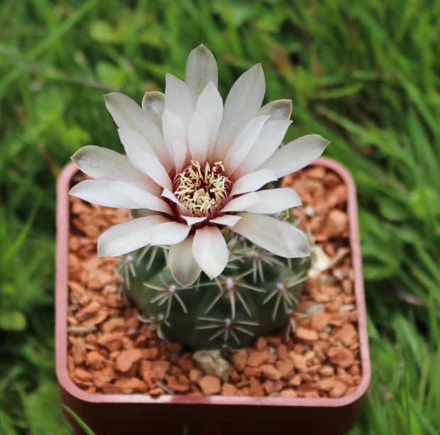 Gymnocalycium baldianum albiflorum