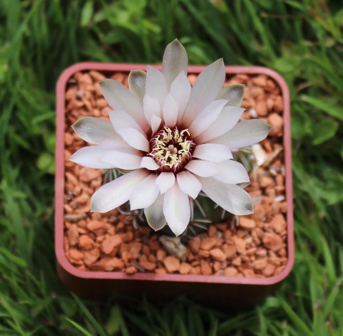 Gymnocalycium baldianum albiflorum