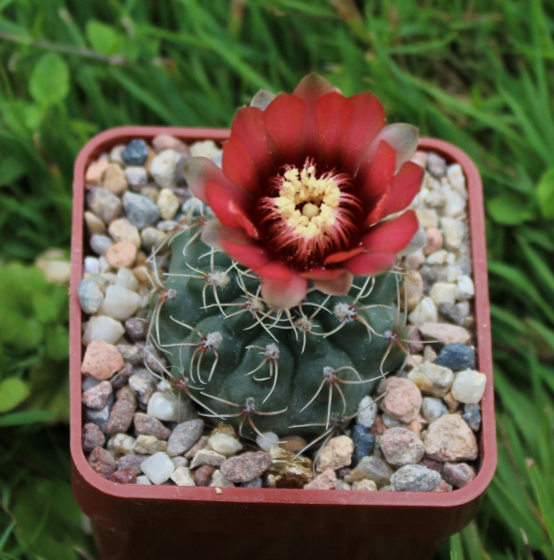 Gymnocalycium x heidiae GN 925-3028