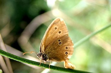 #motyl #roślina #makro
