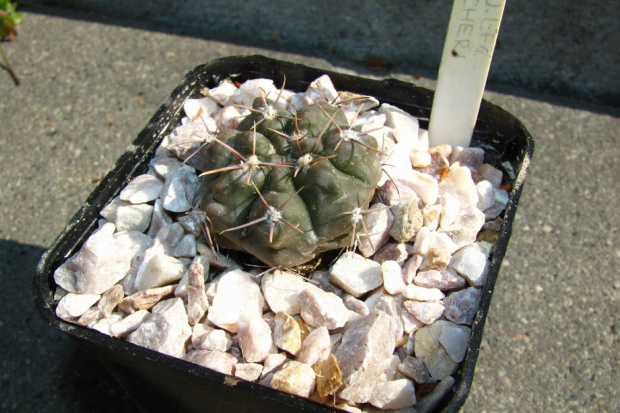 Gymnocalycium fischeri LF 1