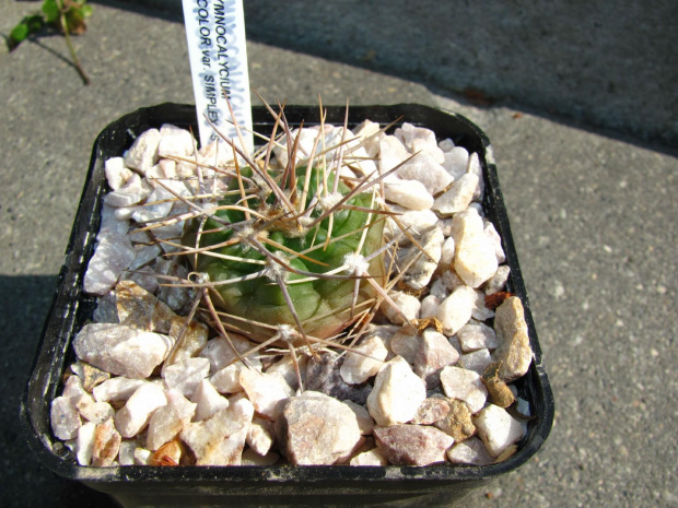 Gymnocalycium bicolor v.simplex STO 89-282