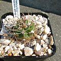 Gymnocalycium bicolor v.simplex STO 89-282