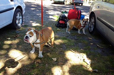 zlot buldogów angielskich. Fioletowe forum buldog-angielski.org.pl #BuldogAngielski #buldogi #FioletoweForum #zlot #Zlot2013