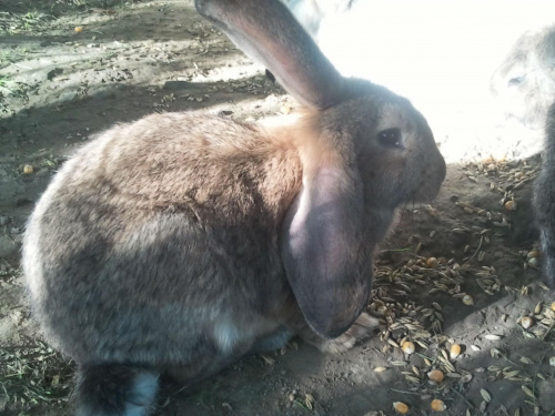 królik #króliki