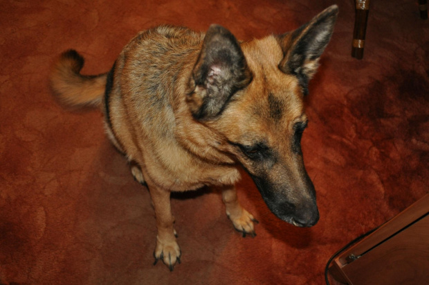 Luna, po 13 latach przyjaźni odeszła 03.07.13. Do dziś niewierze że jej już nie ma :( #agama #gad #gady #jamnik #kanarek #owczarek #pies #przyjaciele #psy #ptak