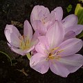 krokus jesienny