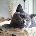 #Abby #brytyjczyk #brytyjski #kot #kotek #misiek