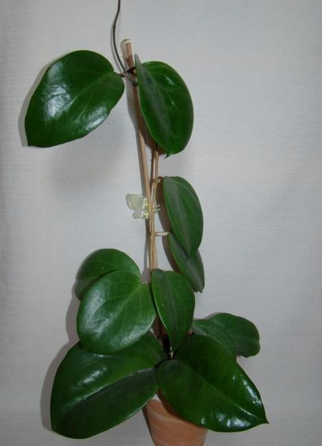 Hoya surigaoensis