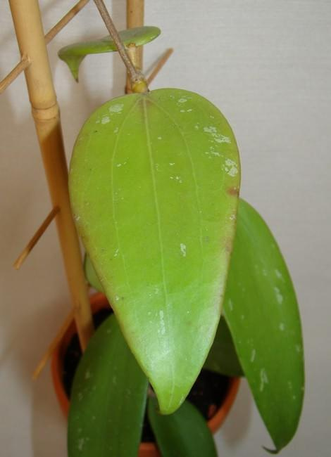 Hoya parasitica Lao B