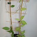 Hoya pallida