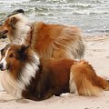 Z psami nad morzem #psy