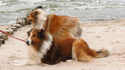 Z psami nad morzem #psy