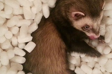 Jeszcze tylko się obliżę i.... się zacznie! #adopcja #fretka #fretki