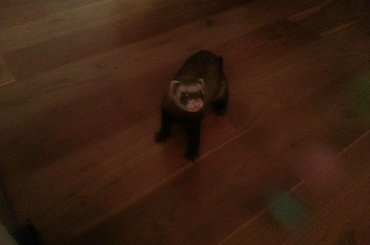 Upolowana #adopcja #fretka #fretki