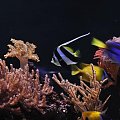 reef tank