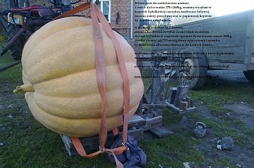 dynia #dynie