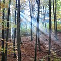 promienie słoneczne wdzierają się do lasu