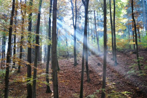 promienie słoneczne wdzierają się do lasu