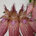 Bulbophyllum Elizabeth Ann Buckelberry