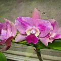 BLC hybryda