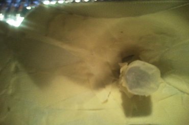 Golf MK3 GTI #GermanStyle #golf #gti #mk3