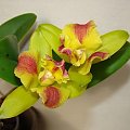 Blc hybryda