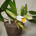 Cattleya forbesii