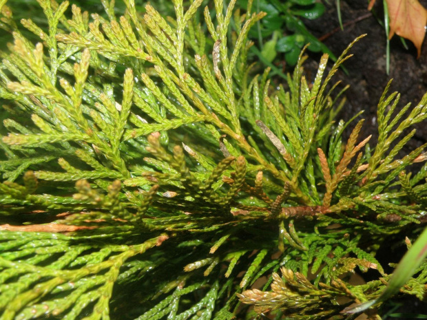 thuja