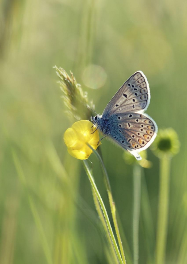 podświetlany modraszek #kwiat #makro #motyl #przyroda