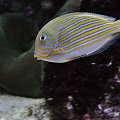 Acanthurus lineatus