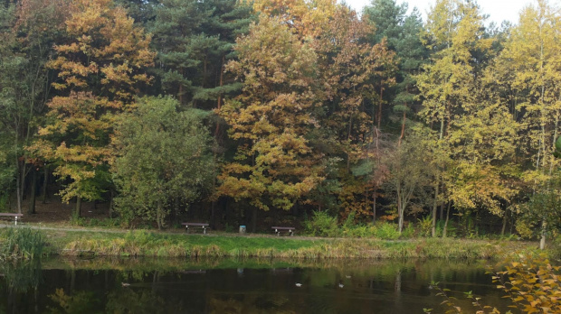 Jesień #drzewa #grzyby #jesień #katowice #las #park #woda
