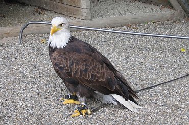 Bielik Amerykański #Góry #BeskidŚląski #Ustroń #Ptaki #Równica